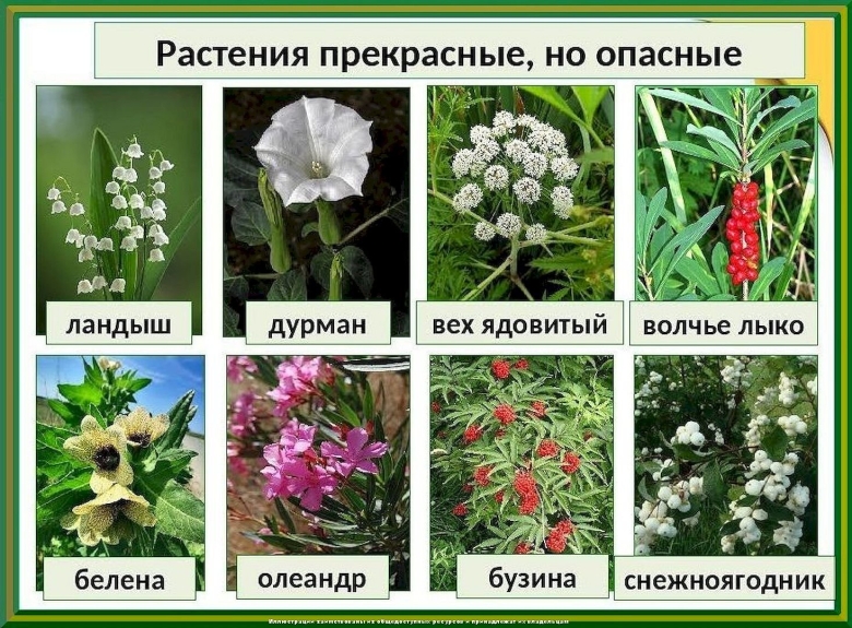 Ядовитые растения названия