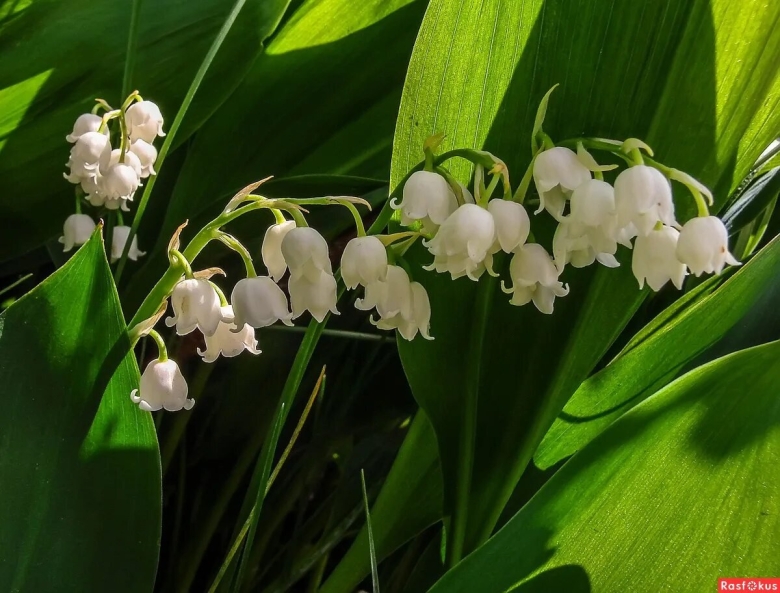 Ландыши майские