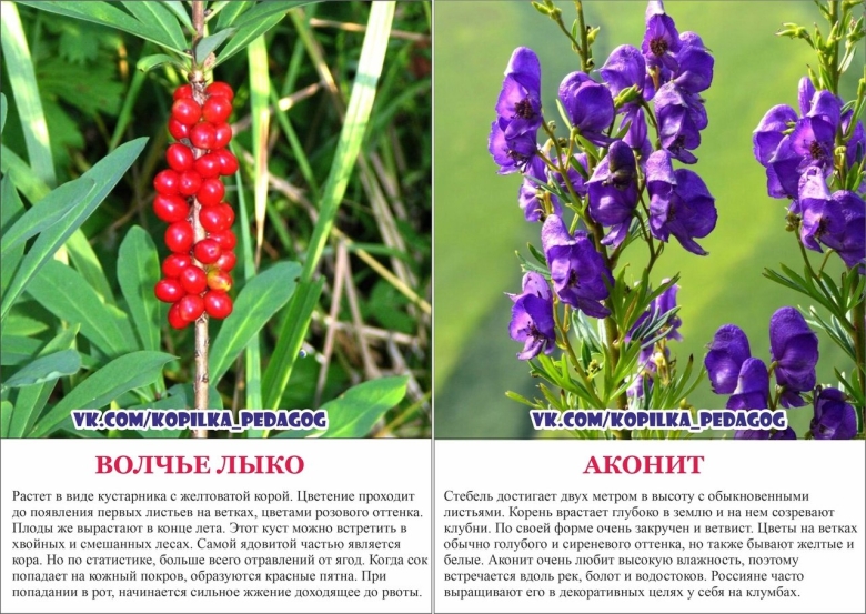 Ядовитые растения Урала