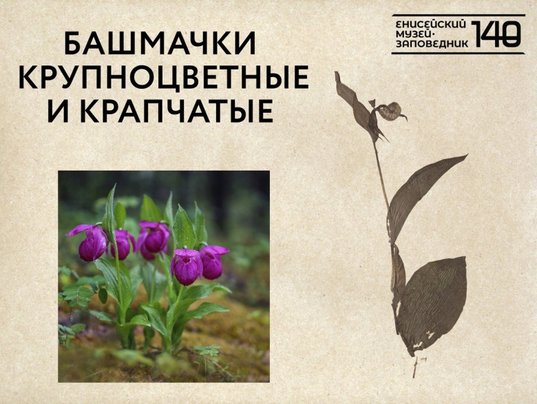 Фиолетовые цветы занесенные в красную книгу