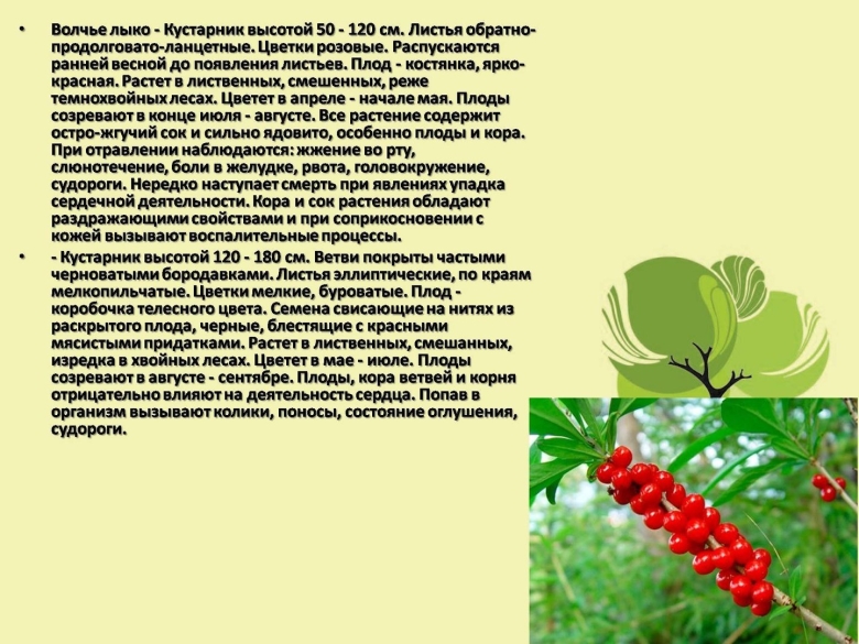 Ядовитые растения Нижегородской области