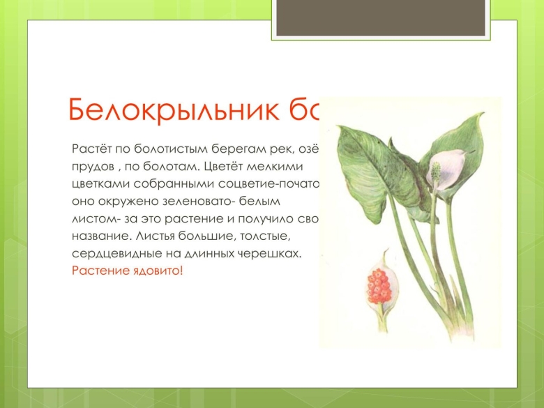 Белокрыльник болотный ядовитый