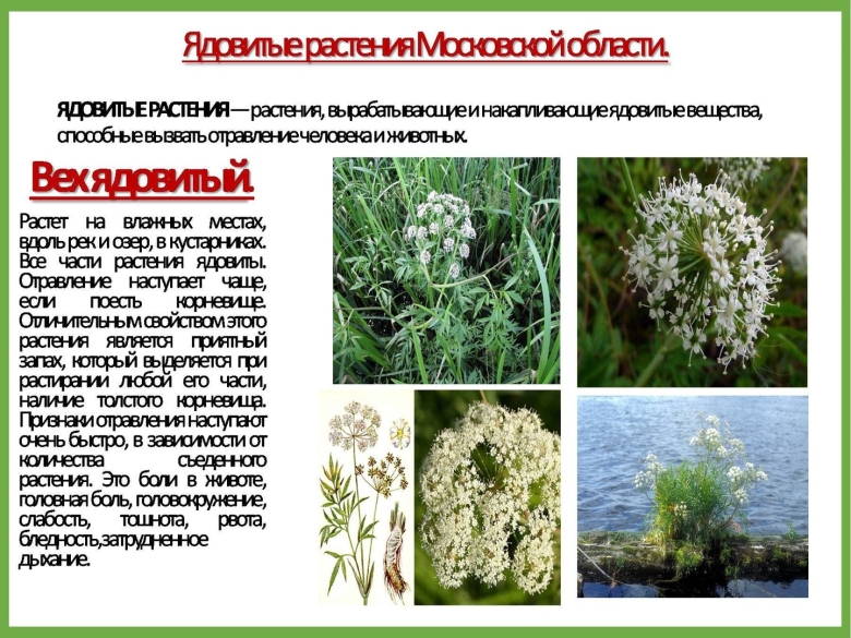 Ядовитые растения подмосковья