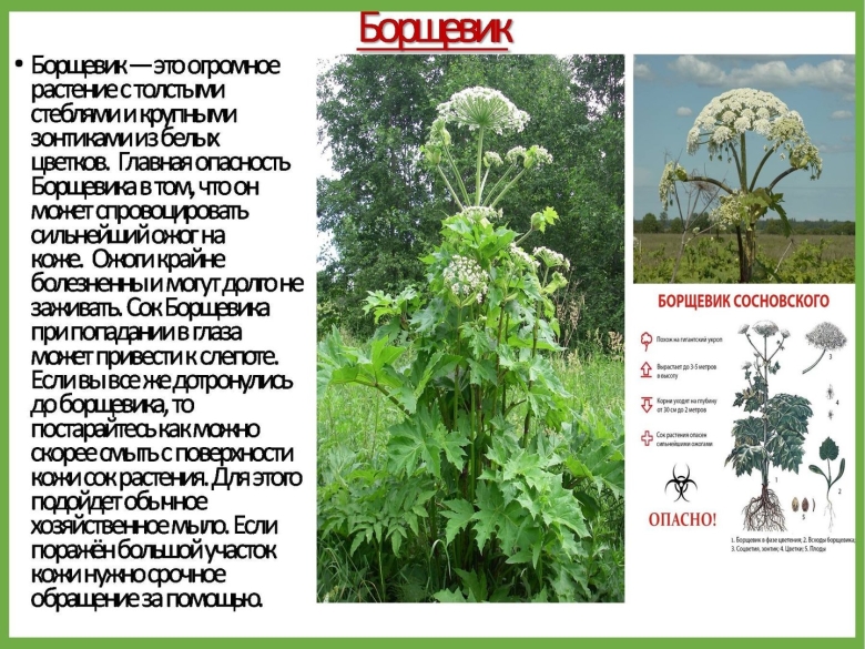 Ядовитые растения Нижегородской области