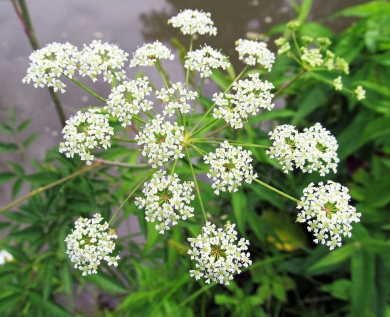 Вех ядовитый фото