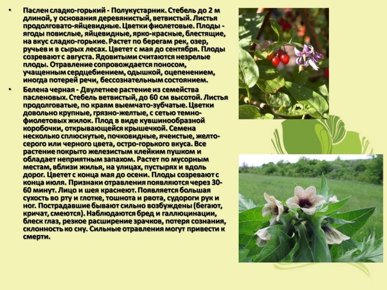 Ядовитые растения Нижегородской области