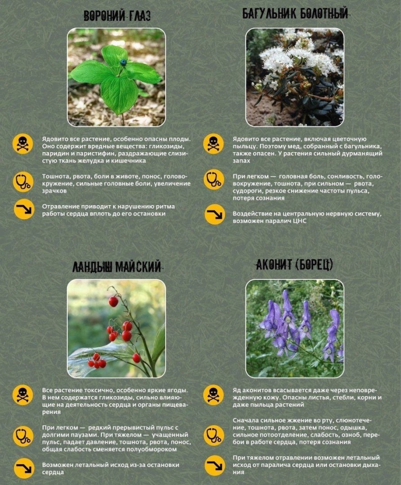 Ядовитые растения россии