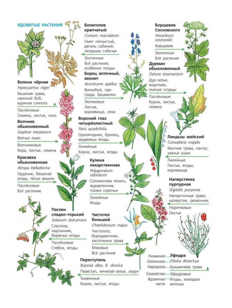 Ядовитые травы средней полосы России
