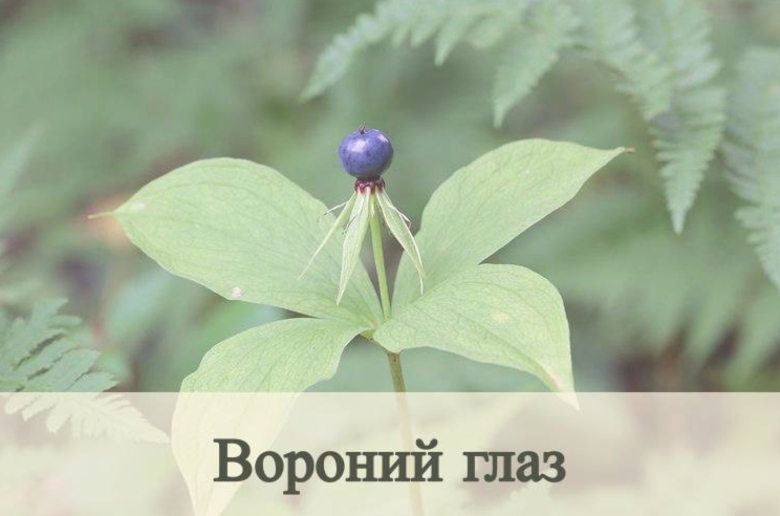 Вороний глаз