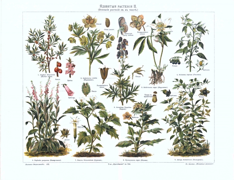 Постеры с лекарственными растениями