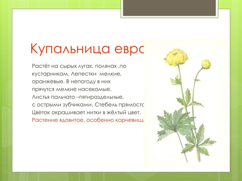 Купальница европейская ядовитое растение