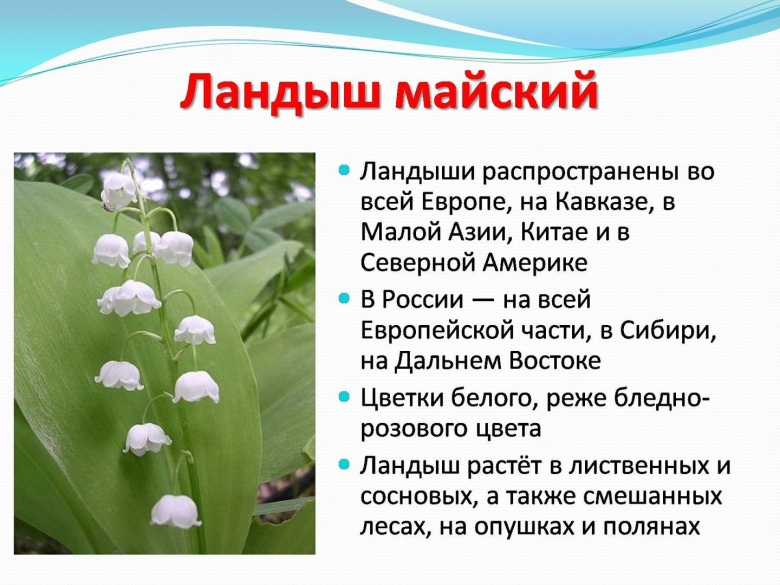 Распространение ландыша