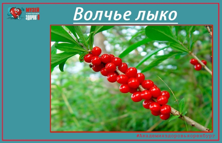 Факты о Волчьем лыке