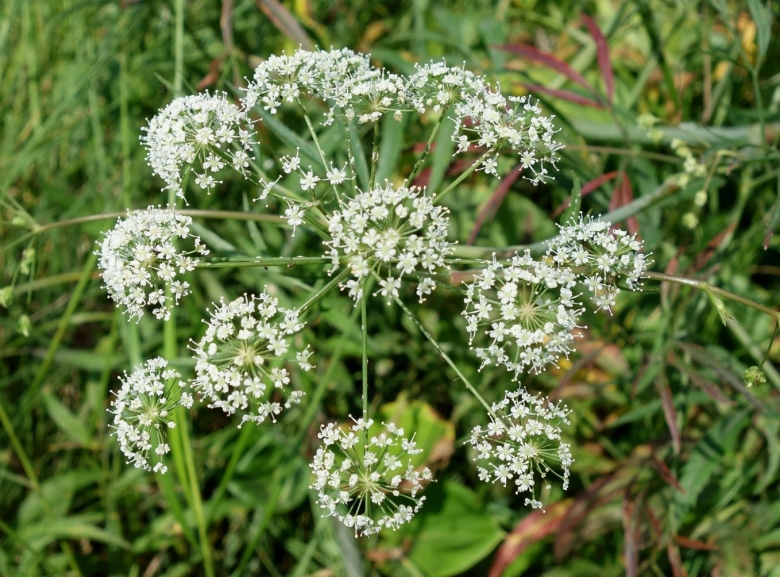 Ядовитое растение цикута