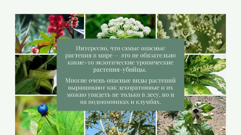 Опасные растения для человека