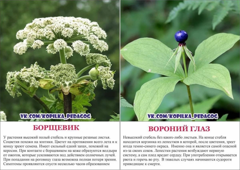 Ядовитые растения России