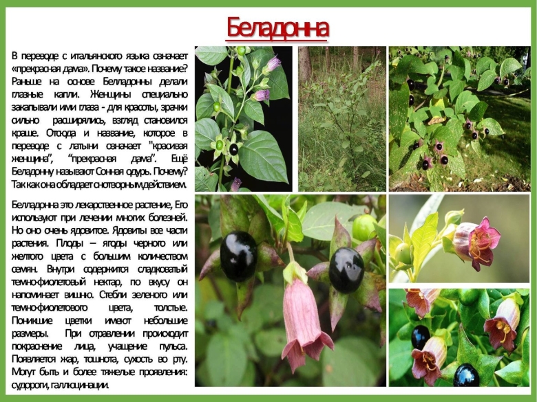 Белладонна ядовитое растение