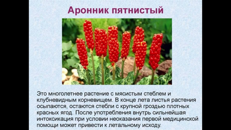 Ядовитая ягода Аронник