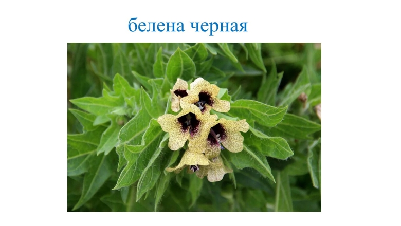 Белена ядовитое растение