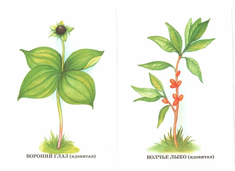 Ягоды Волчье лыко Вороний глаз