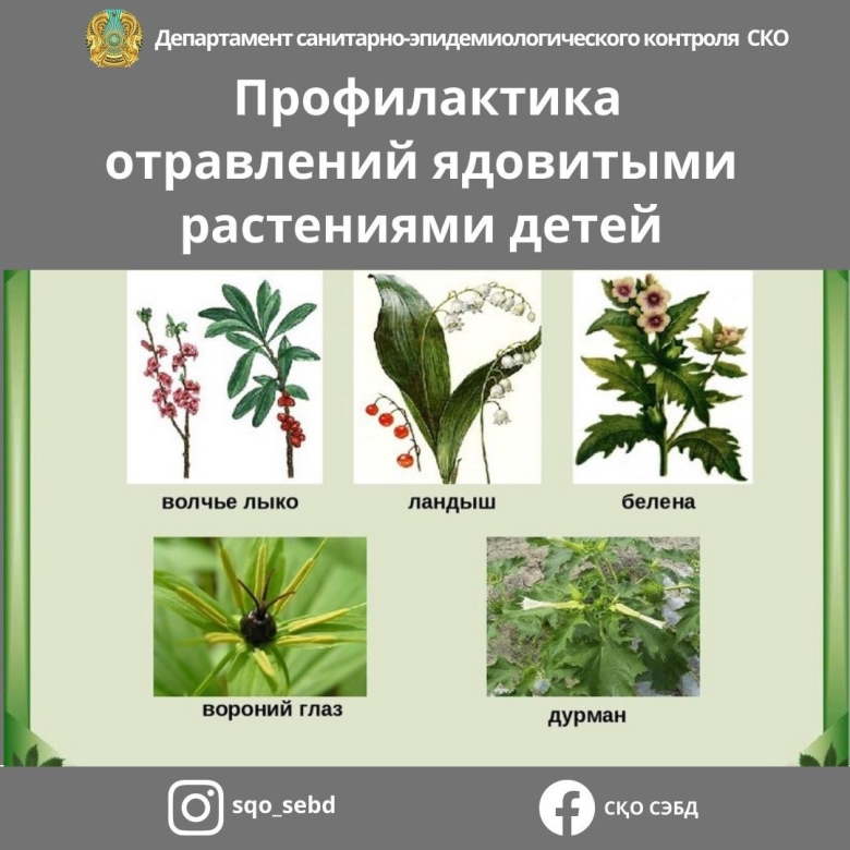 Опасные растения в лесу