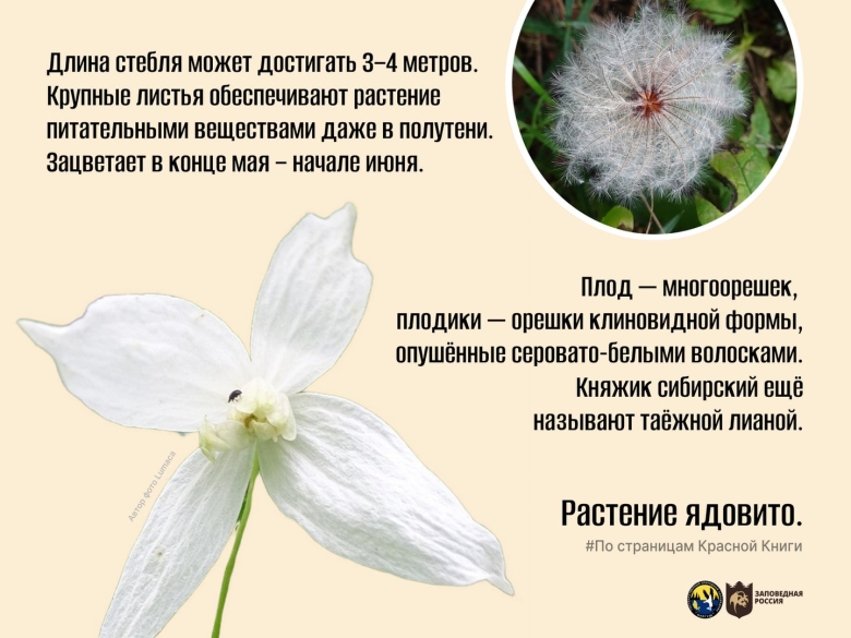 Написать доклад про растение из красной княжник Сибирский