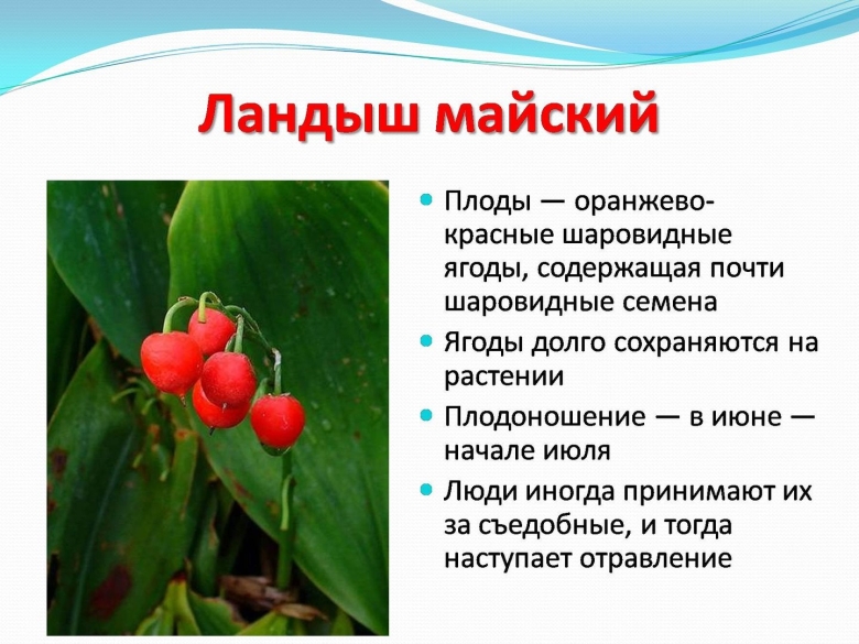 Ландыш Майский ягоды ядовиты