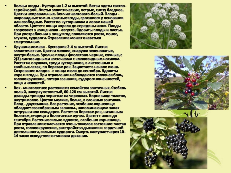 Лекарственные и ядовитые растения