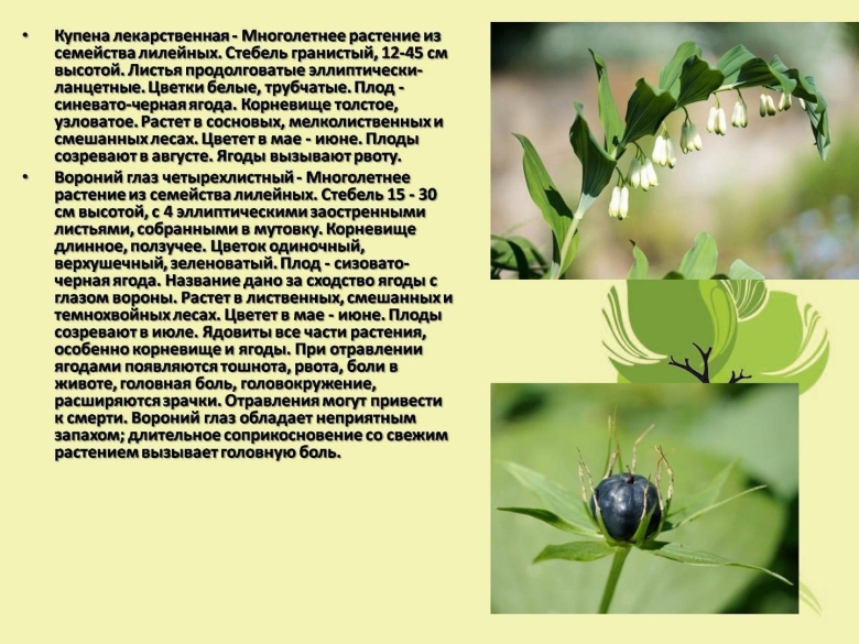 Ядовитые растения Нижегородской области