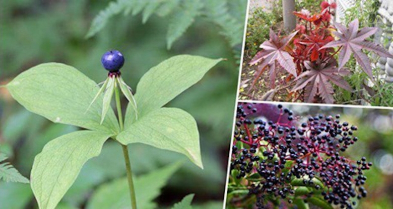 Вороний глаз четырёхлистный