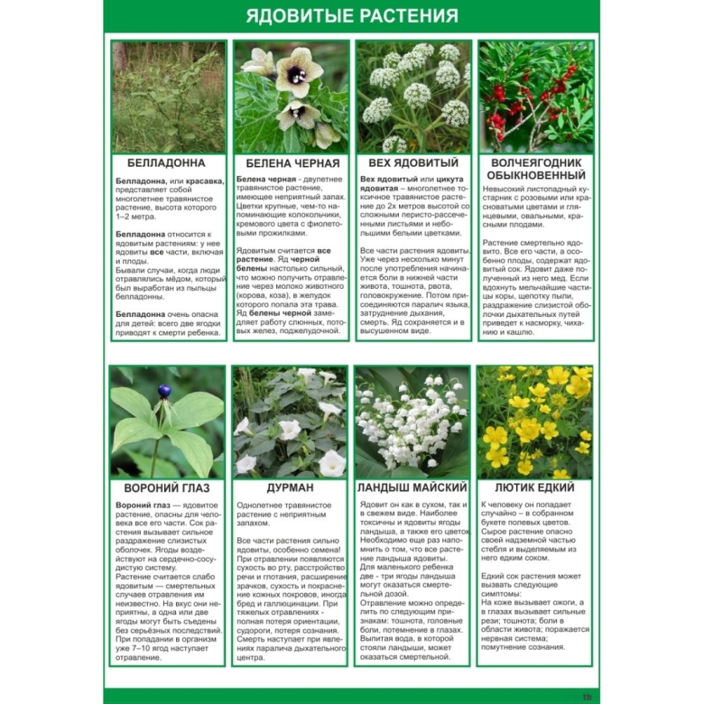 Лекарственные травы ядовитые
