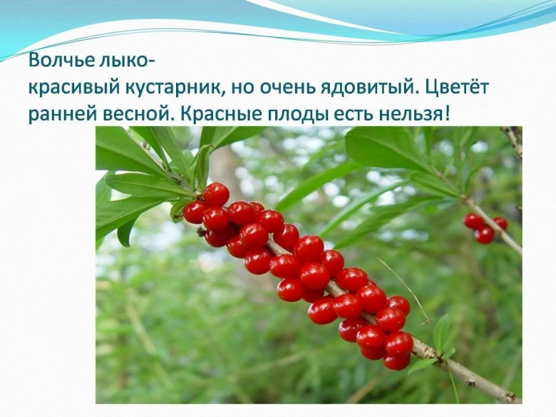 Волчье лыко ядовитое растение