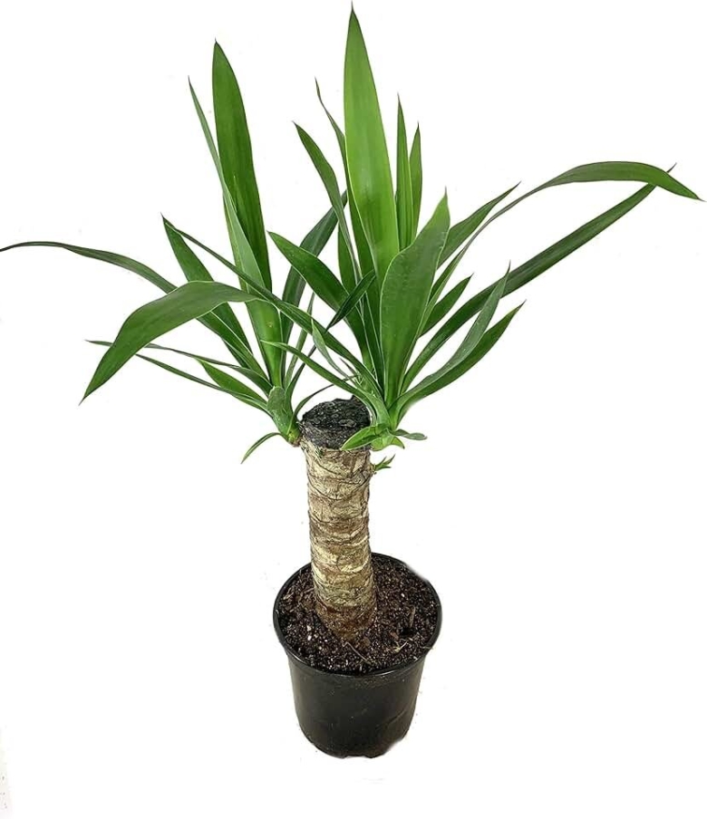 Yucca ELEPHANTIPES