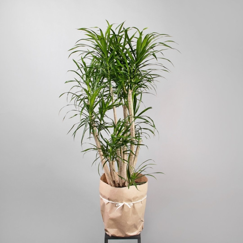 Dracaena Reflexa