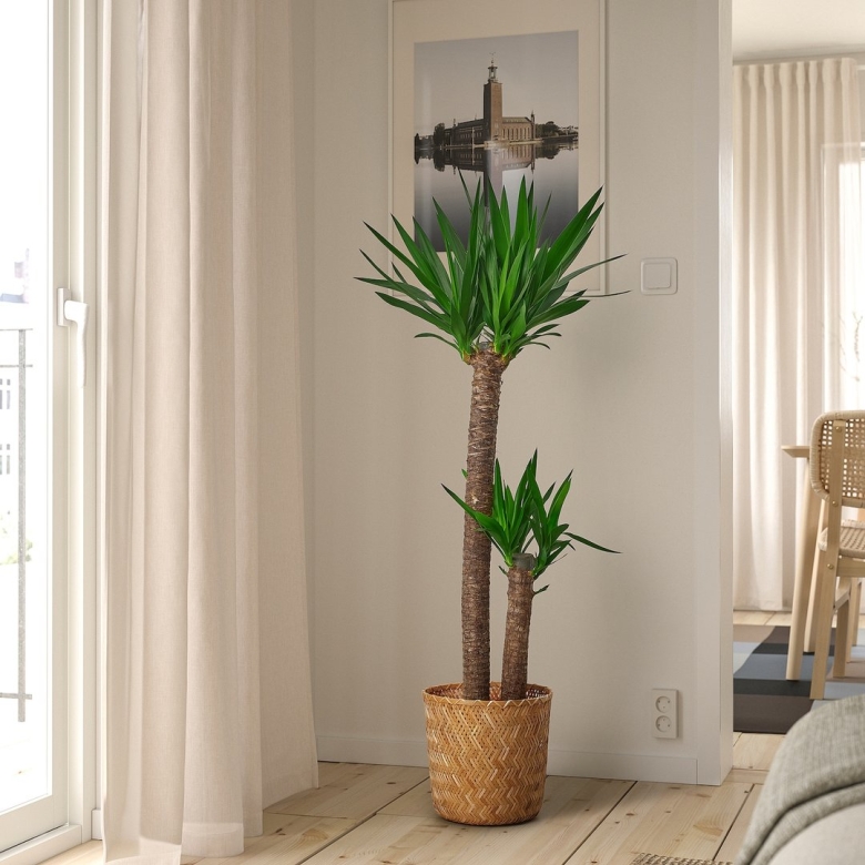 Yucca ELEPHANTIPES