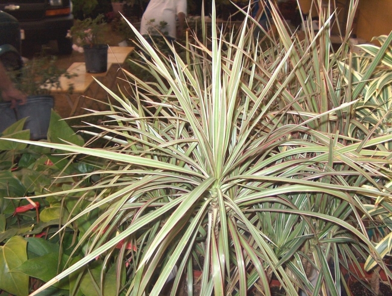 Dracaena marginata Tricolor