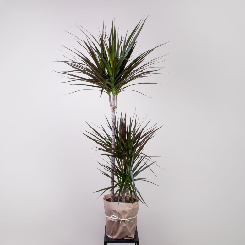 Dracaena marginata