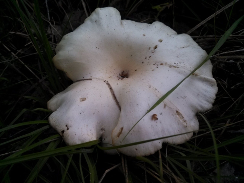 Грибы растущие в Новосибирской области