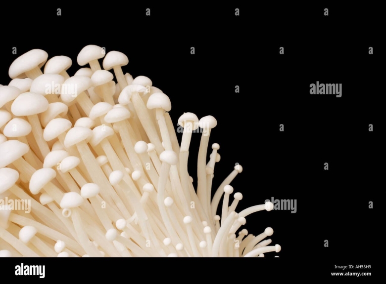 Симедзи гриб