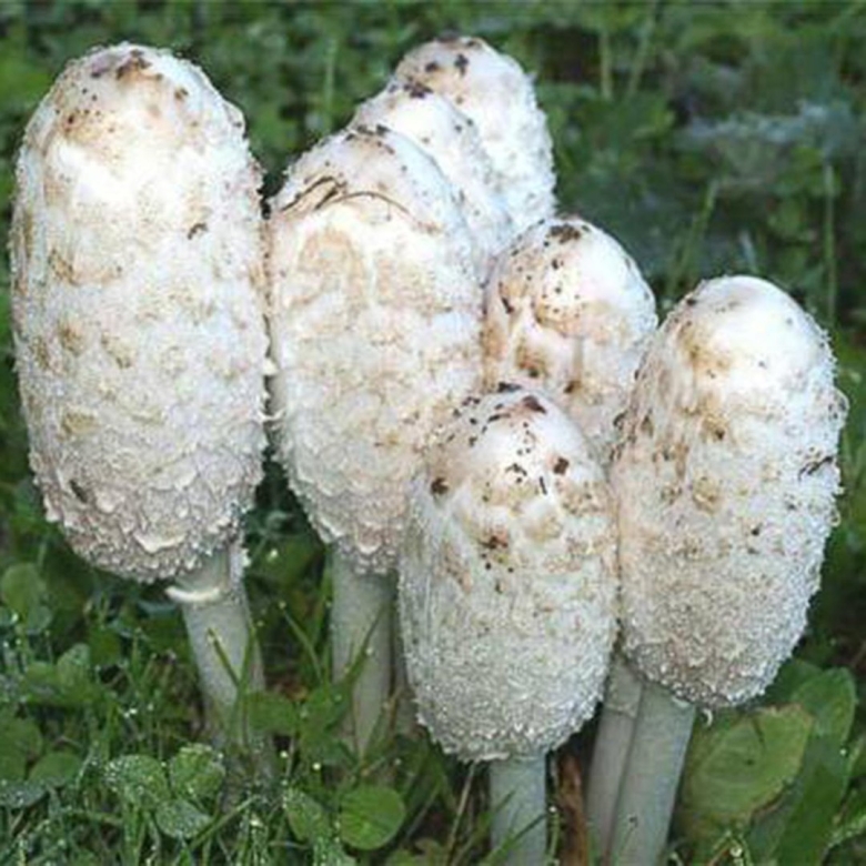 Копринус гриб навозник