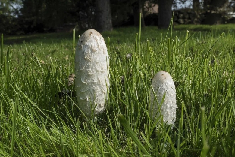 Навозник обыкновенный гриб