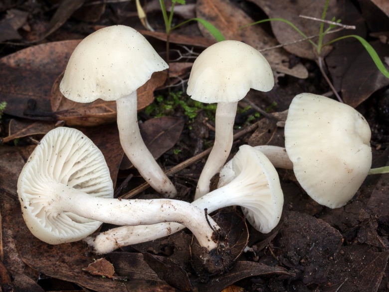 Гигрофор белый