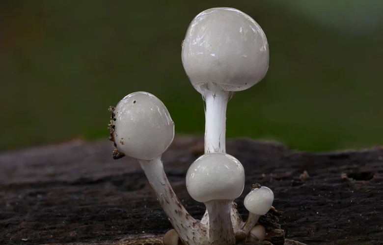 Грибы веточками