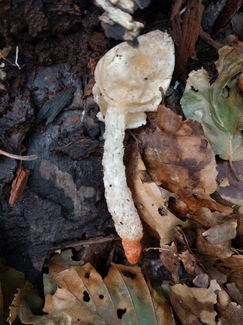 Белые длинные грибы Россия