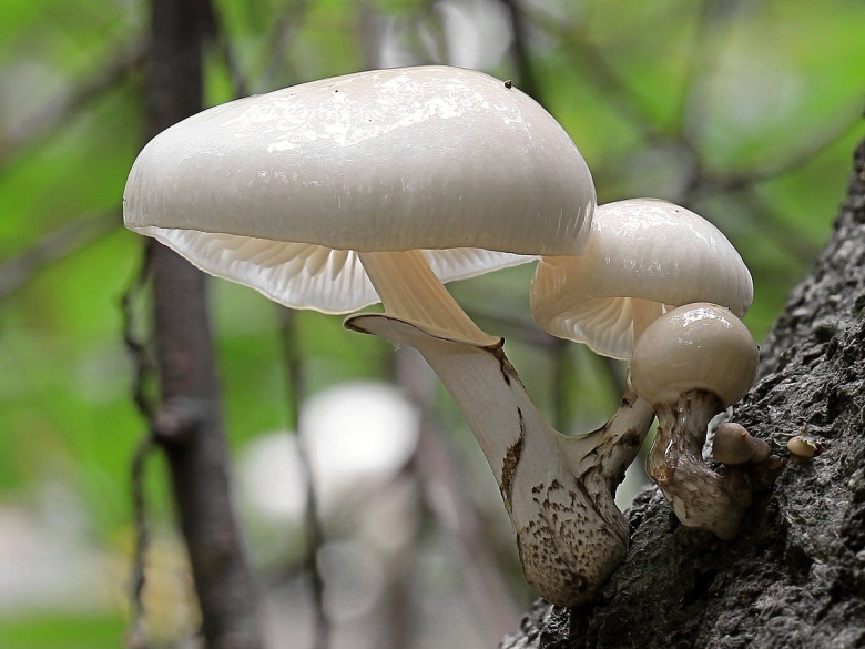 Белый слизистый опенок