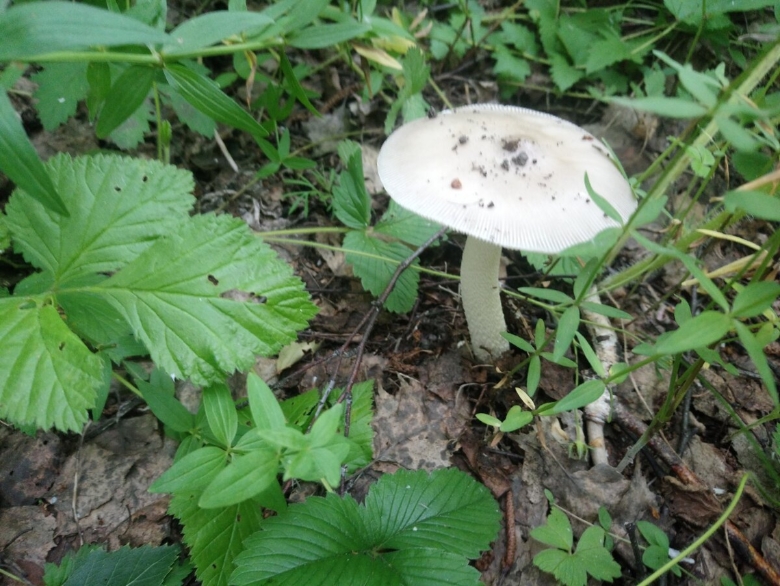 Белые длинные грибы