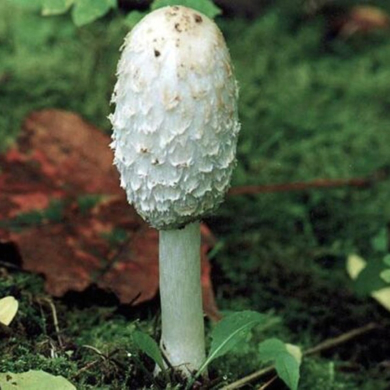 Гриб навозник белый