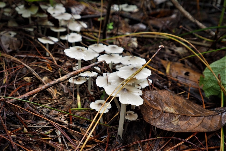 Леукорхис беловатый