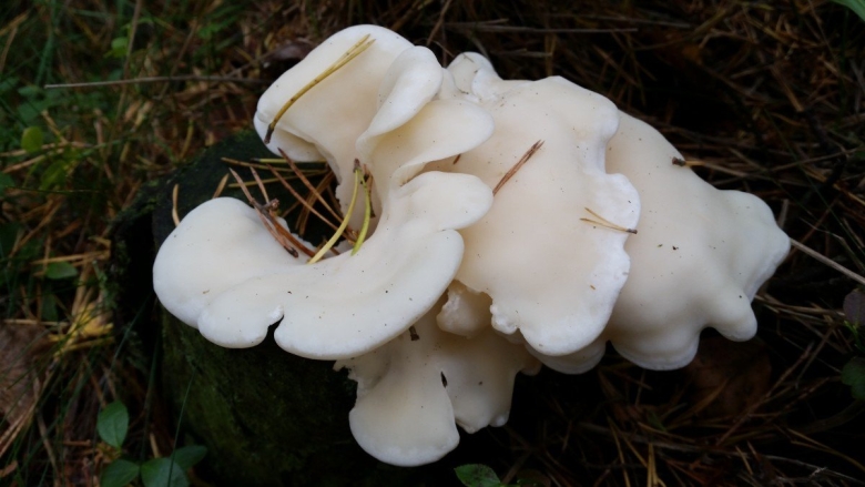 Вешенка рожковидная Pleurotus cornucopiae