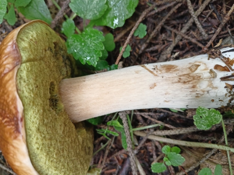 Белый гриб на длинной ножке